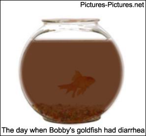 Goldfish Toilet Humor